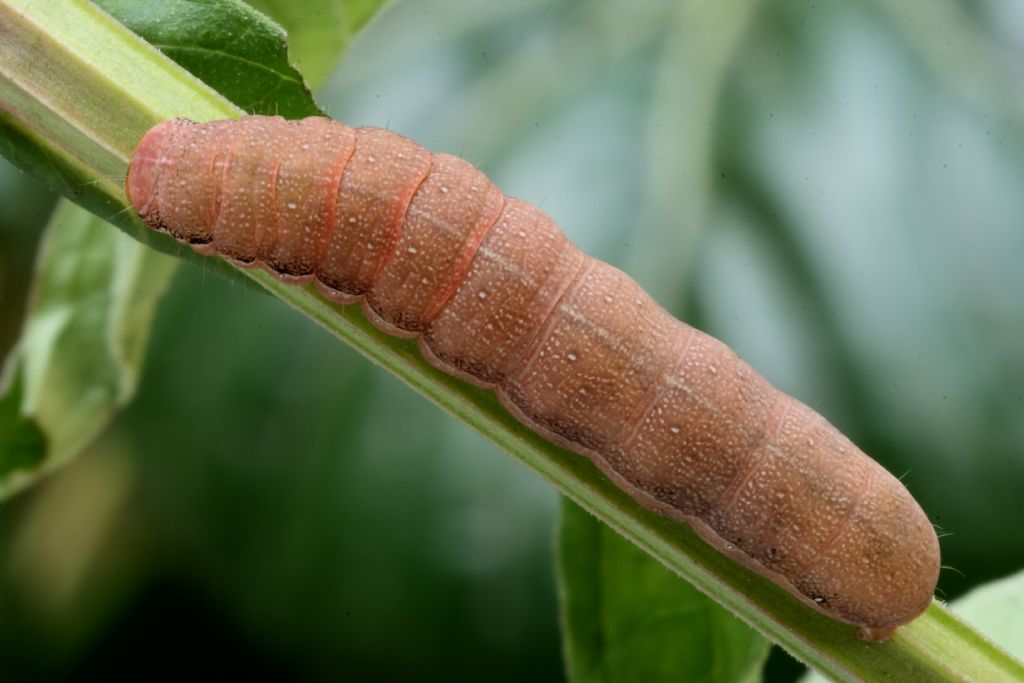 Bruco di... Orthosia gracilis (Noctuidae)